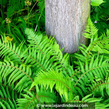 POLYSTICHUM setiferum