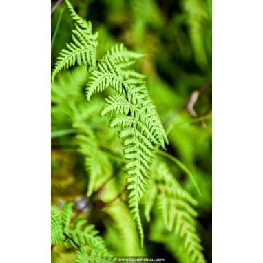 MATTEUCCIA struthiopteris - Foug&egrave;re allemande /  foug&egrave;re plumes d\'autruche