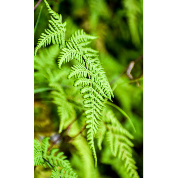 MATTEUCCIA struthiopteris