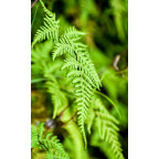 MATTEUCCIA struthiopteris