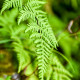 MATTEUCCIA struthiopteris