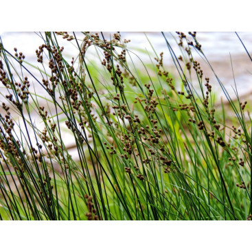 JUNCUS inflexus \'Glaucus\'