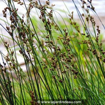 JUNCUS inflexus &#039;Glaucus&#039;