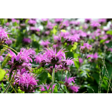 MONARDA \'Blaustrumpf\'