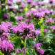 MONARDA 'Blaustrumpf'