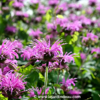 MONARDA &#039;Blaustrumpf&#039;