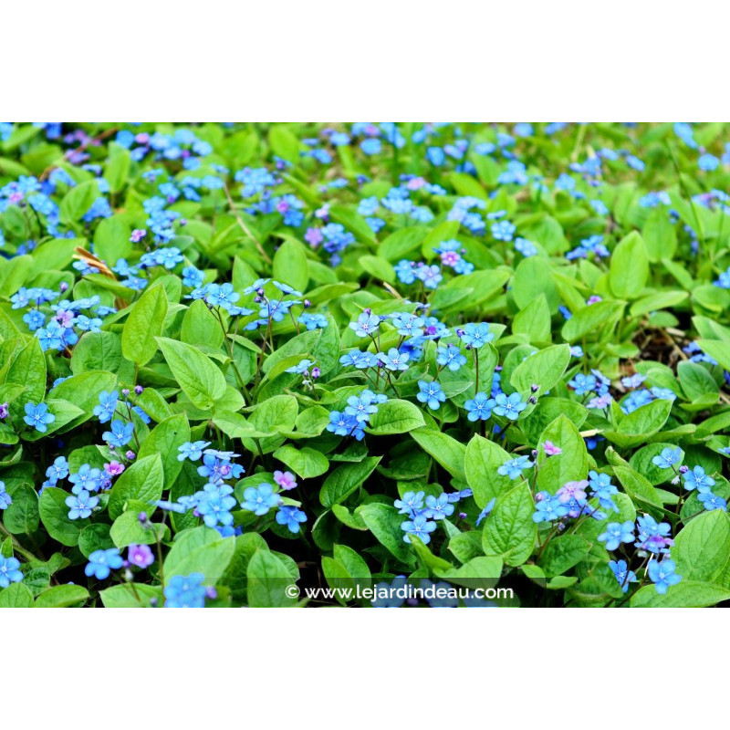 OMPHALODES verna