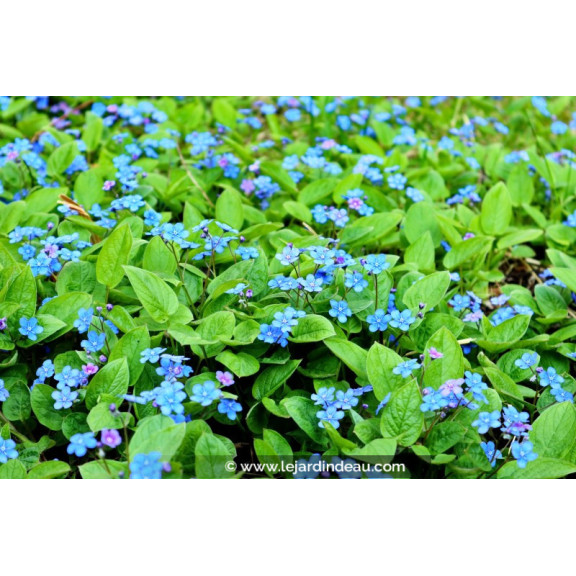 OMPHALODES verna