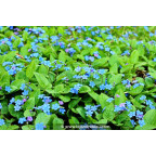 OMPHALODES verna