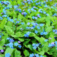 OMPHALODES verna