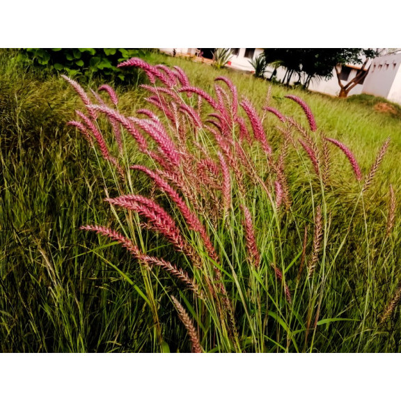PANICUM virgatum 'Rehbraun'