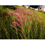 PANICUM virgatum 'Rehbraun'