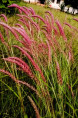 PANICUM virgatum 'Rehbraun'