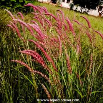 PANICUM virgatum &#039;Rehbraun&#039;