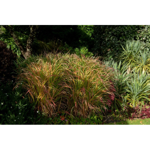 PANICUM virgatum 'Warrior'