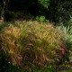 PANICUM virgatum 'Warrior'