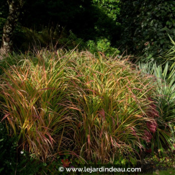 PANICUM virgatum &#039;Warrior&#039;