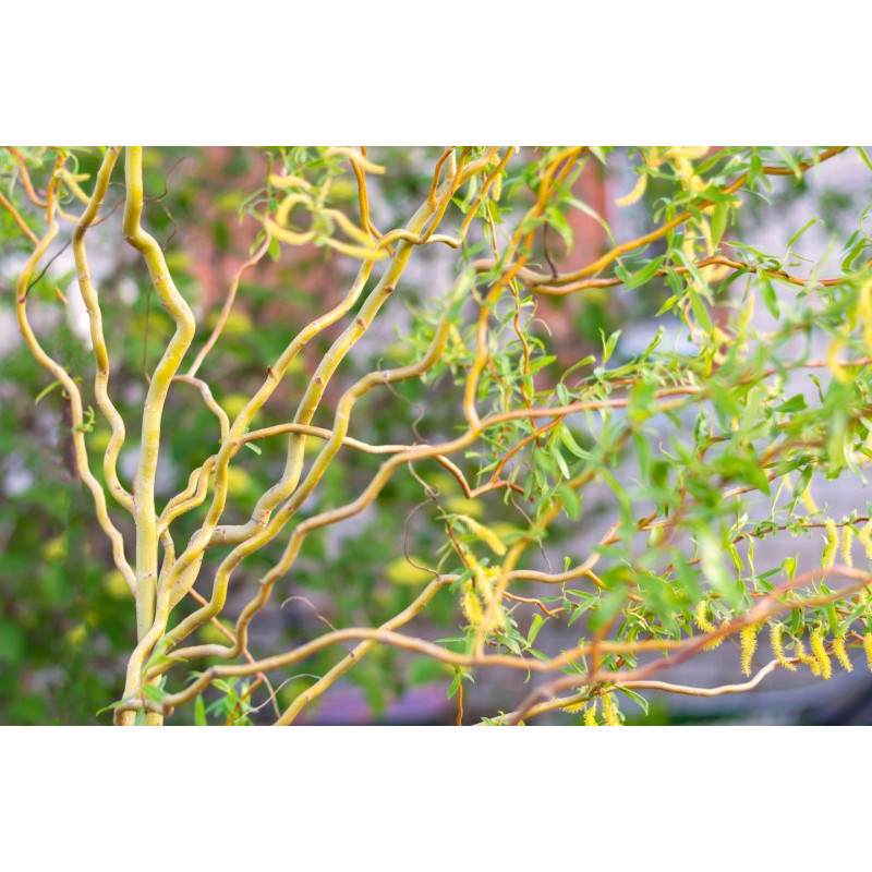 SALIX x erythroflexuosa