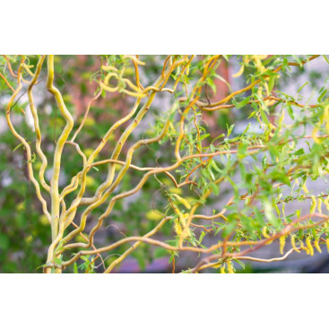 SALIX x erythroflexuosa