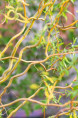 SALIX x erythroflexuosa