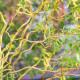 SALIX x erythroflexuosa