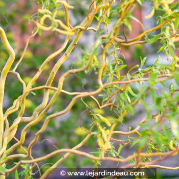 SALIX x sepulcralis &#039;Erythroflexuosa&#039;