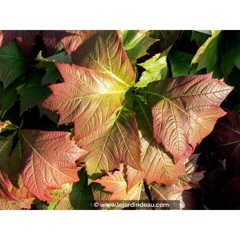 RODGERSIA podophylla 'Rotlaub'