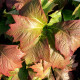 RODGERSIA podophylla 'Rotlaub'