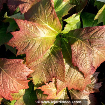 RODGERSIA podophylla &#039;Rotlaub&#039;