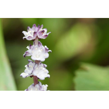 REINECKEA carnea