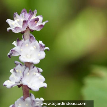 REINECKEA carnea