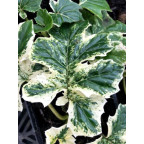 ACANTHUS mollis 'Whitewater'