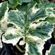 ACANTHUS mollis 'Whitewater'