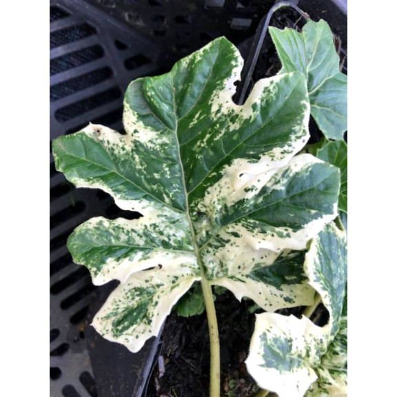 ACANTHUS mollis 'Whitewater'