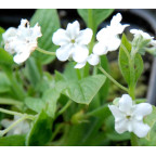 OMPHALODES verna 'Alba'
