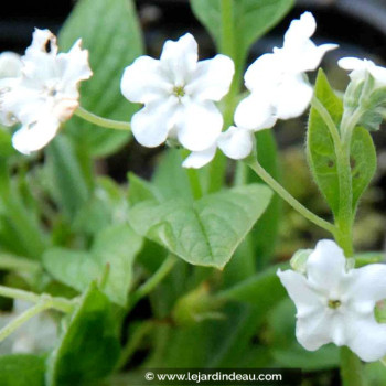 OMPHALODES verna &#039;Alba&#039;