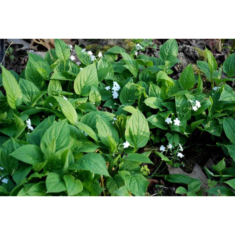 OMPHALODES verna 'Alba'