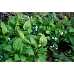 OMPHALODES verna 'Alba'