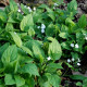 OMPHALODES verna 'Alba'