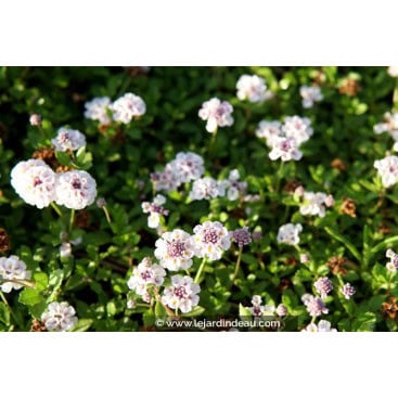 PHYLA nodiflora