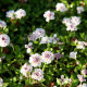 PHYLA nodiflora