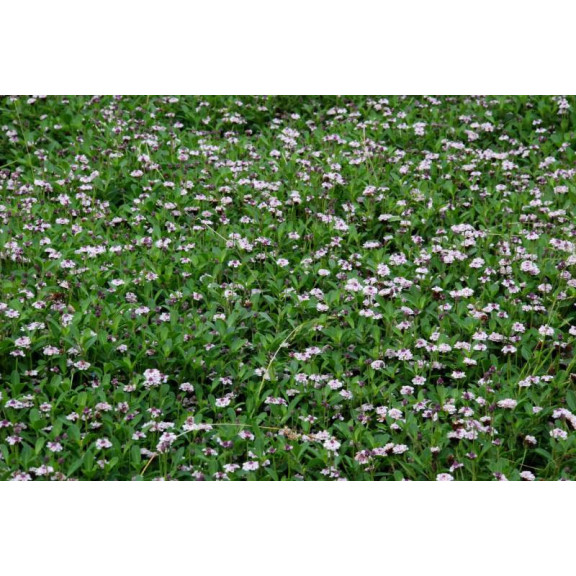 PHYLA nodiflora