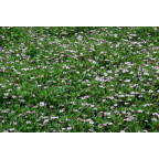 PHYLA nodiflora