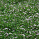 PHYLA nodiflora
