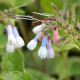 SYMPHYTUM 'Hidcote Blue'