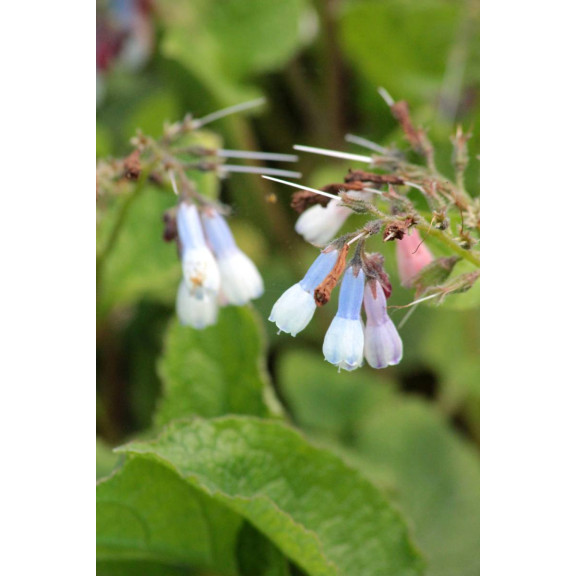 SYMPHYTUM 'Hidcote Blue'