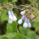 SYMPHYTUM 'Hidcote Blue'