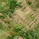 MISCANTHUS floridulus