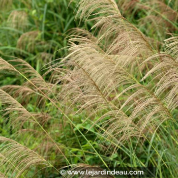 MISCANTHUS floridulus