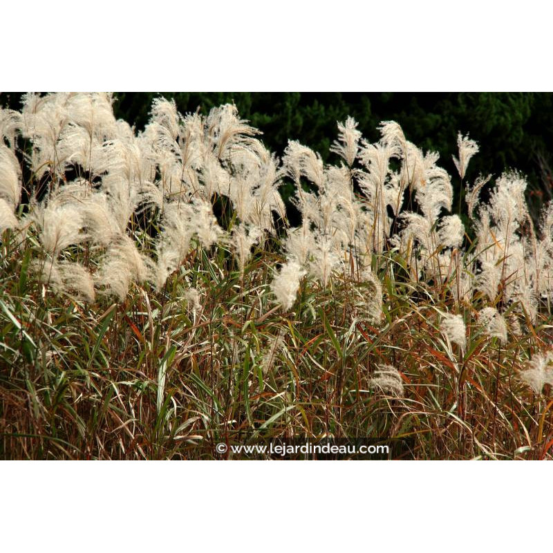 MISCANTHUS sinensis 'Graziella'